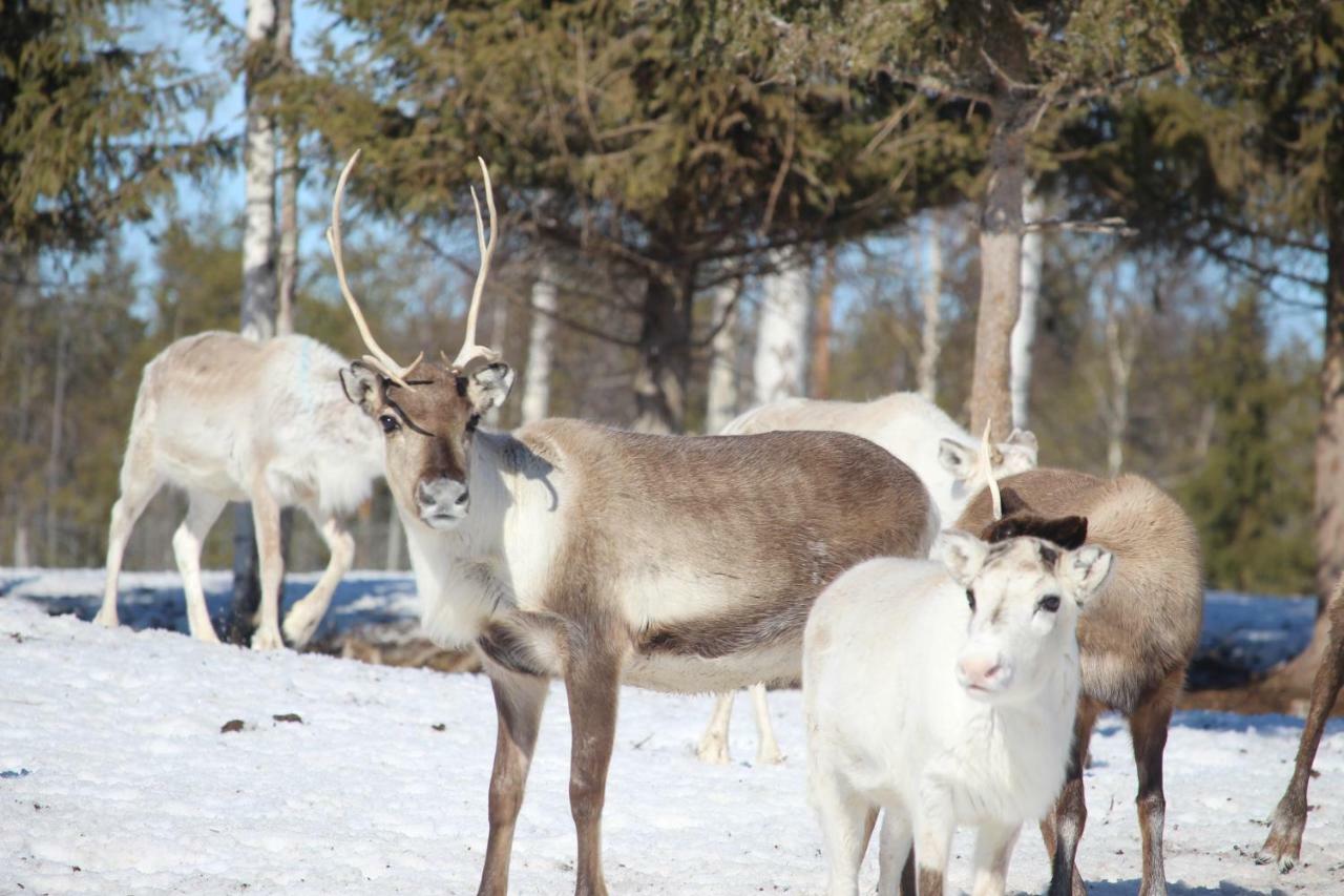 Authentic Cottage In Swedish Lapland Lycksele Zewnętrze zdjęcie